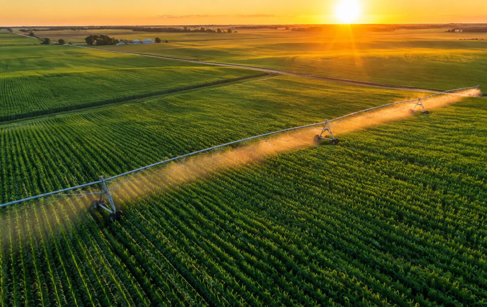 Irrigated crop fields at sunset